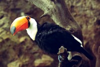 /album/fotogalerij1/vogel-2-jpg/